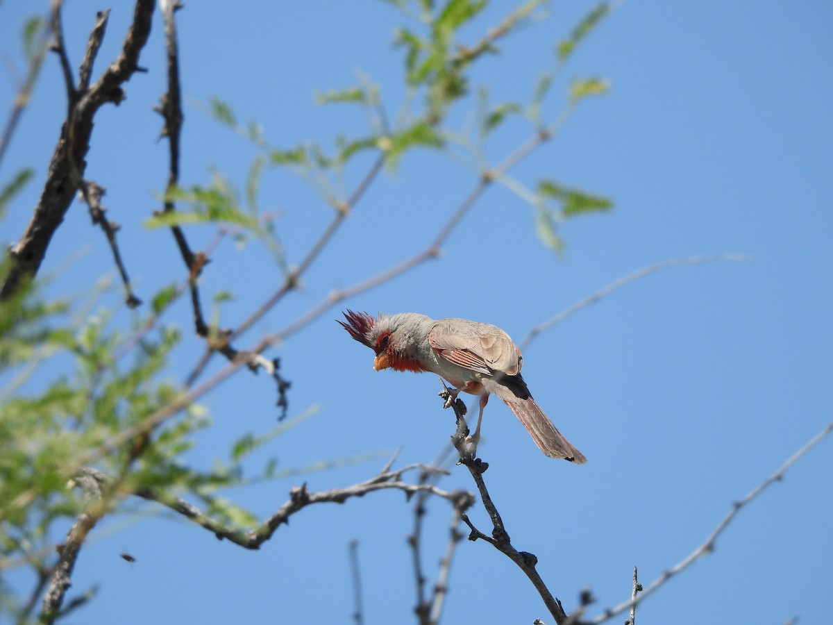 Pyrrhuloxia - ML622165840