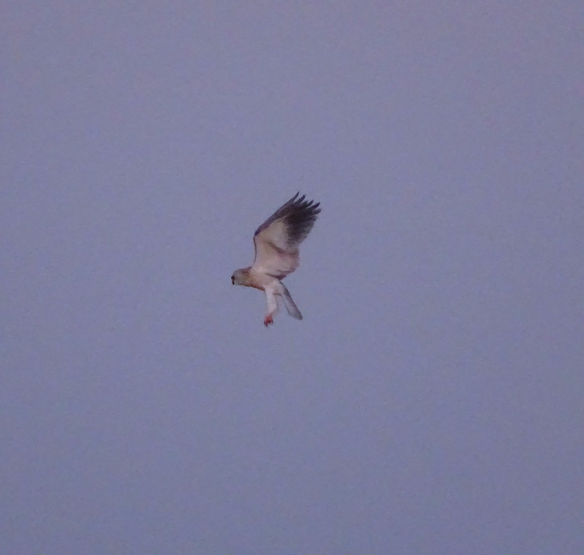 Black-winged Kite - ML622165842