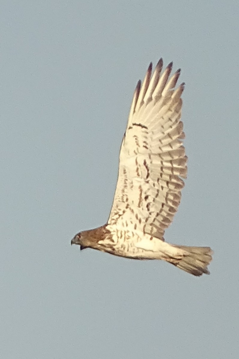 Short-toed Snake-Eagle - ML622165843