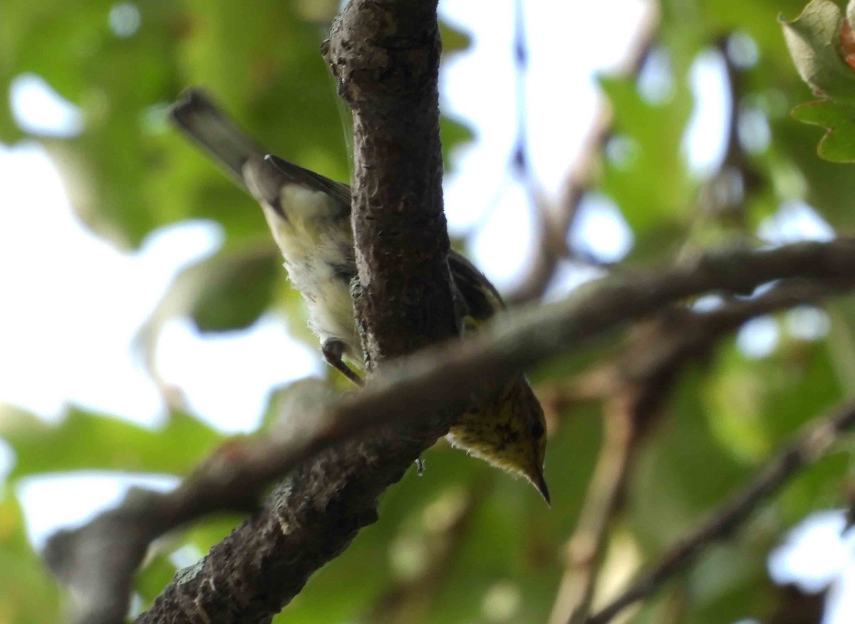 Cape May Warbler - ML622165844