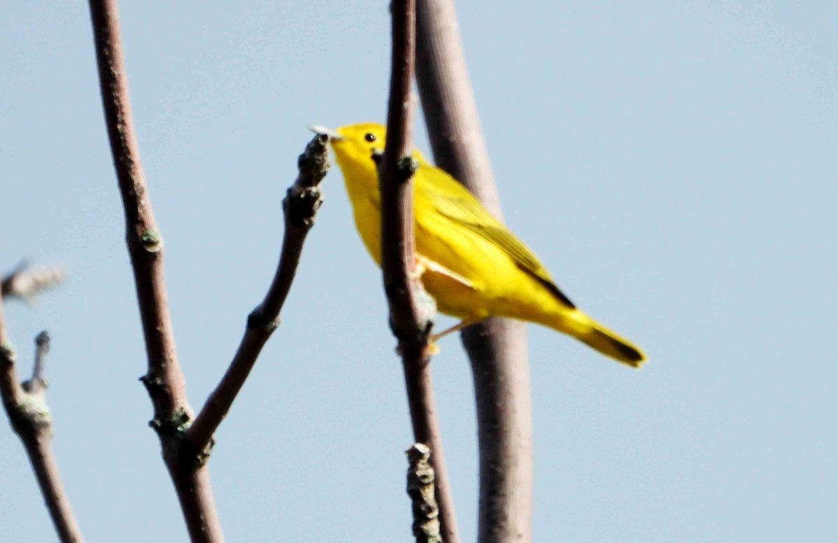 Yellow Warbler - ML622165850