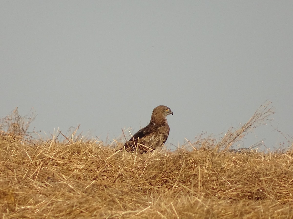 Short-toed Snake-Eagle - ML622165851