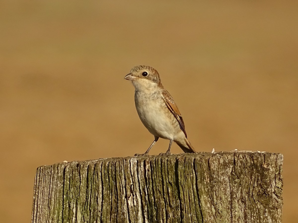 Woodchat Shrike - ML622165860