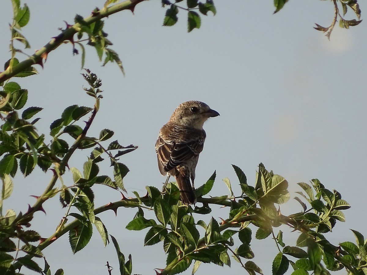 Woodchat Shrike - ML622165867