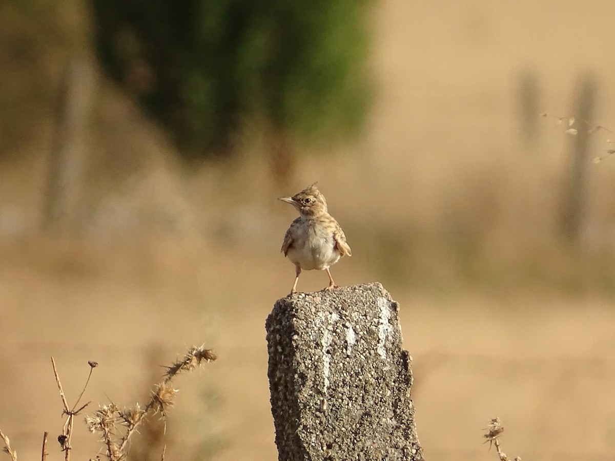 Crested Lark - ML622165879