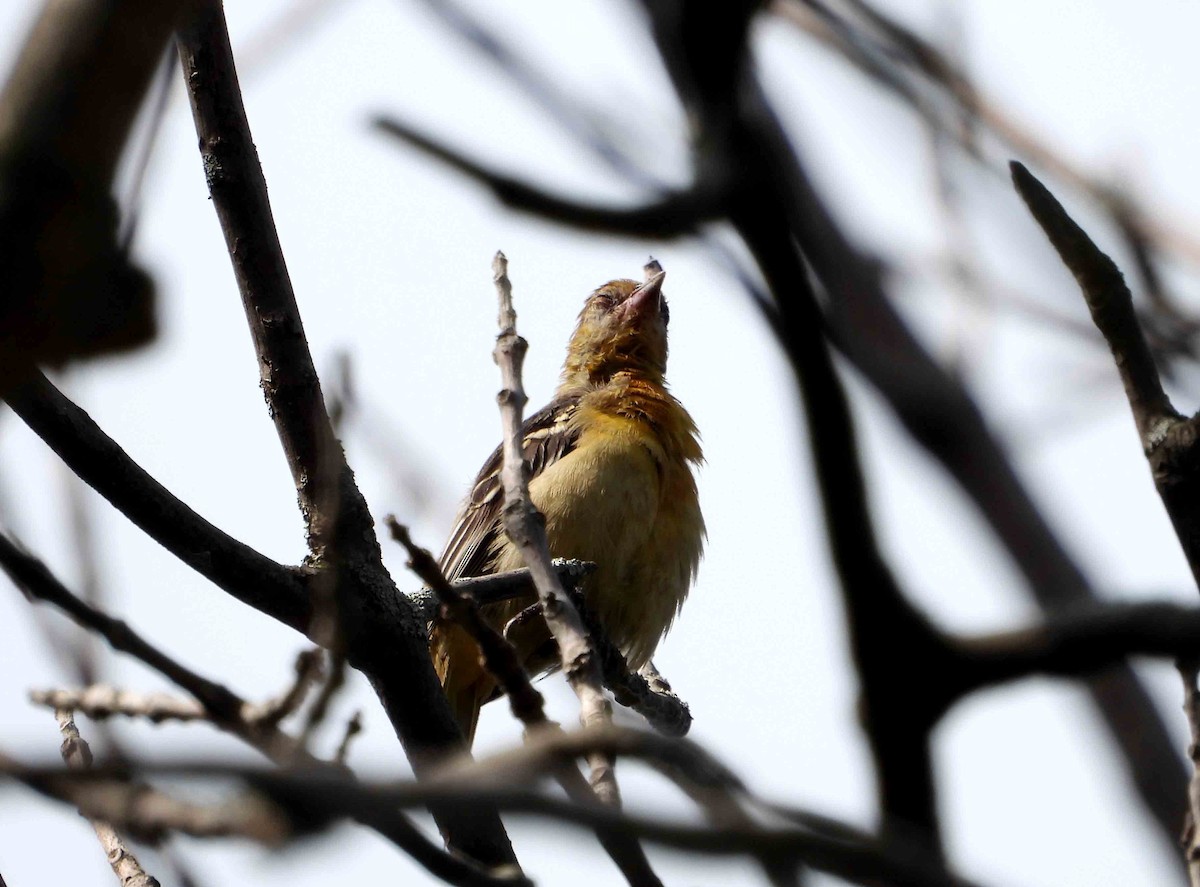 Oriole de Baltimore - ML622165882