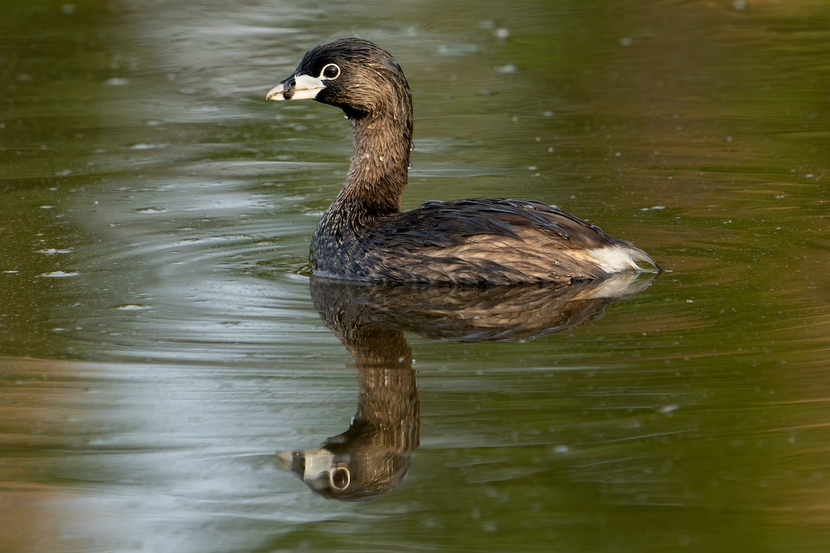 Pied-billed Grebe - ML622165883