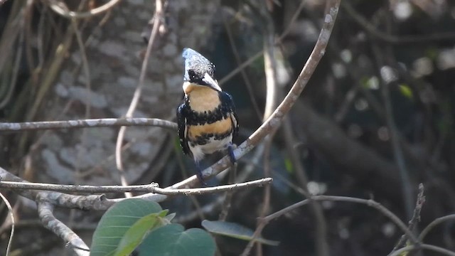 Green Kingfisher - ML622165892