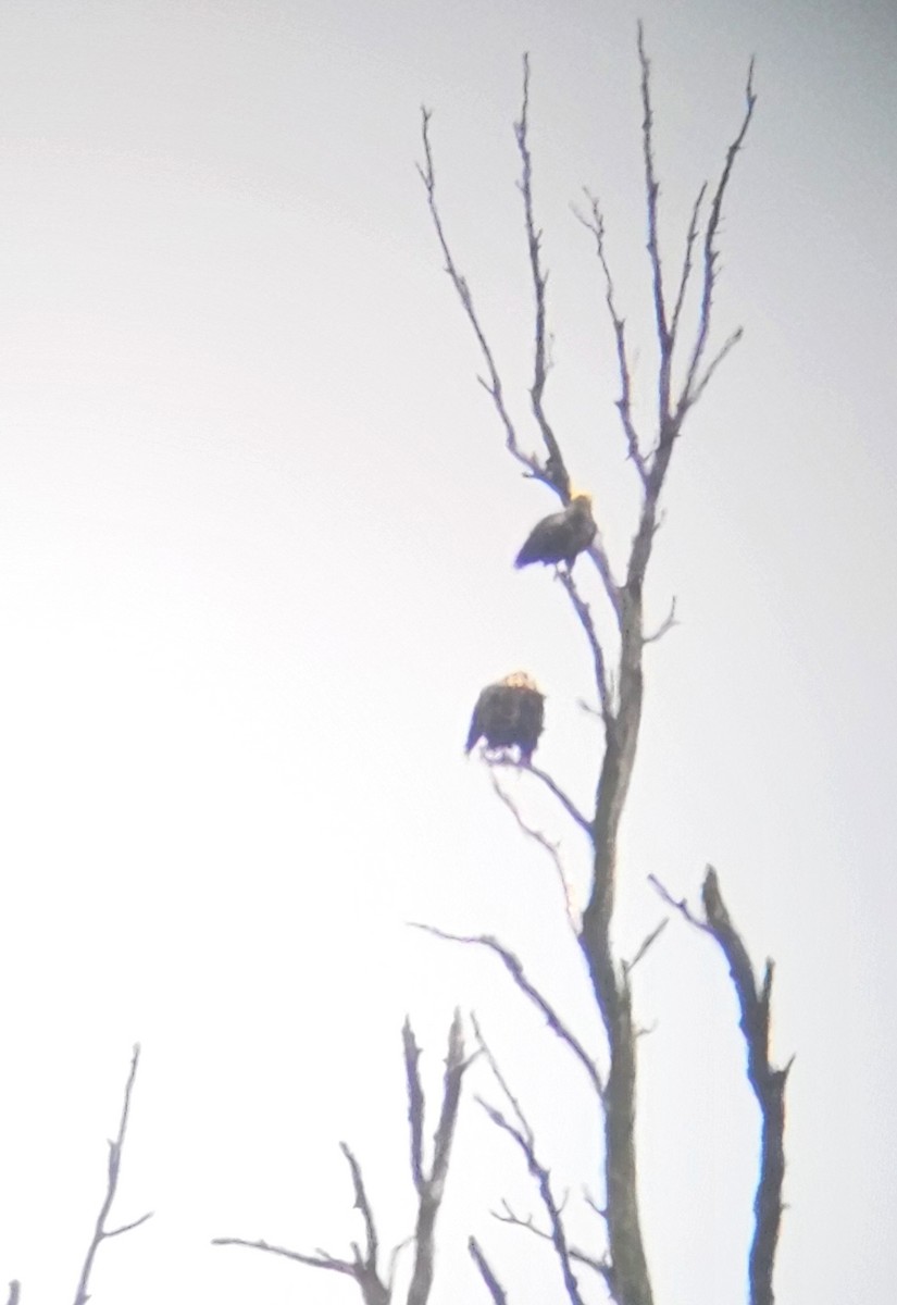 White-tailed Eagle - ML622165894