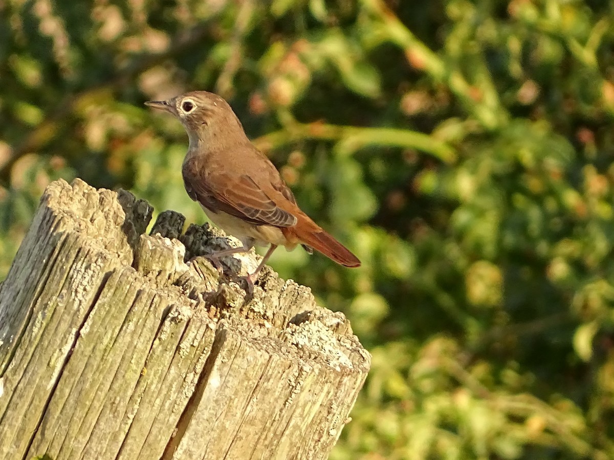 Common Nightingale - ML622165895