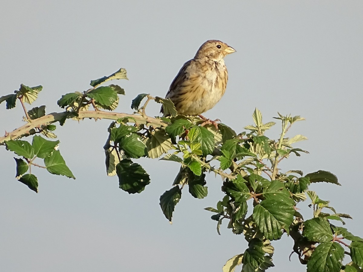 Corn Bunting - ML622165901