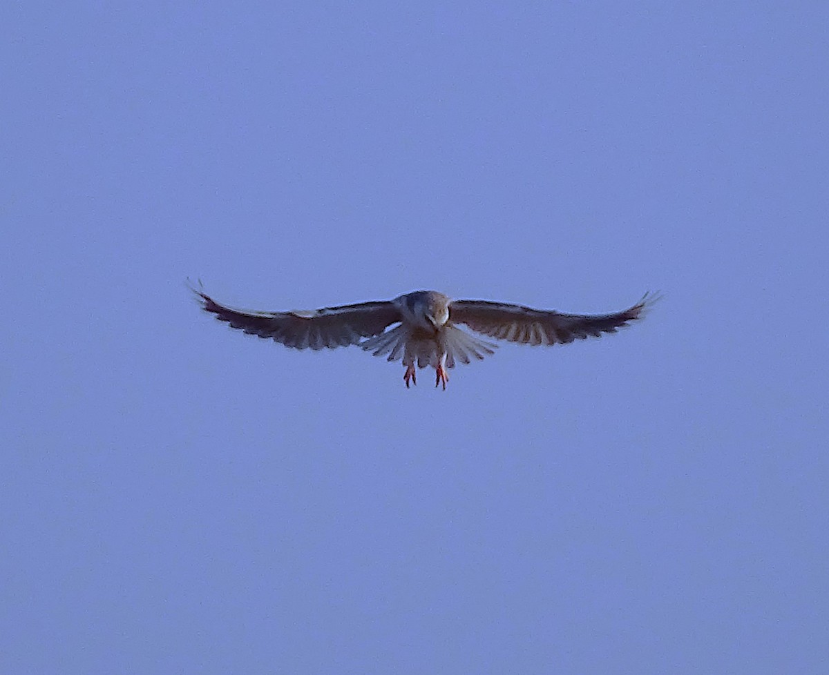 Black-winged Kite - ML622165914