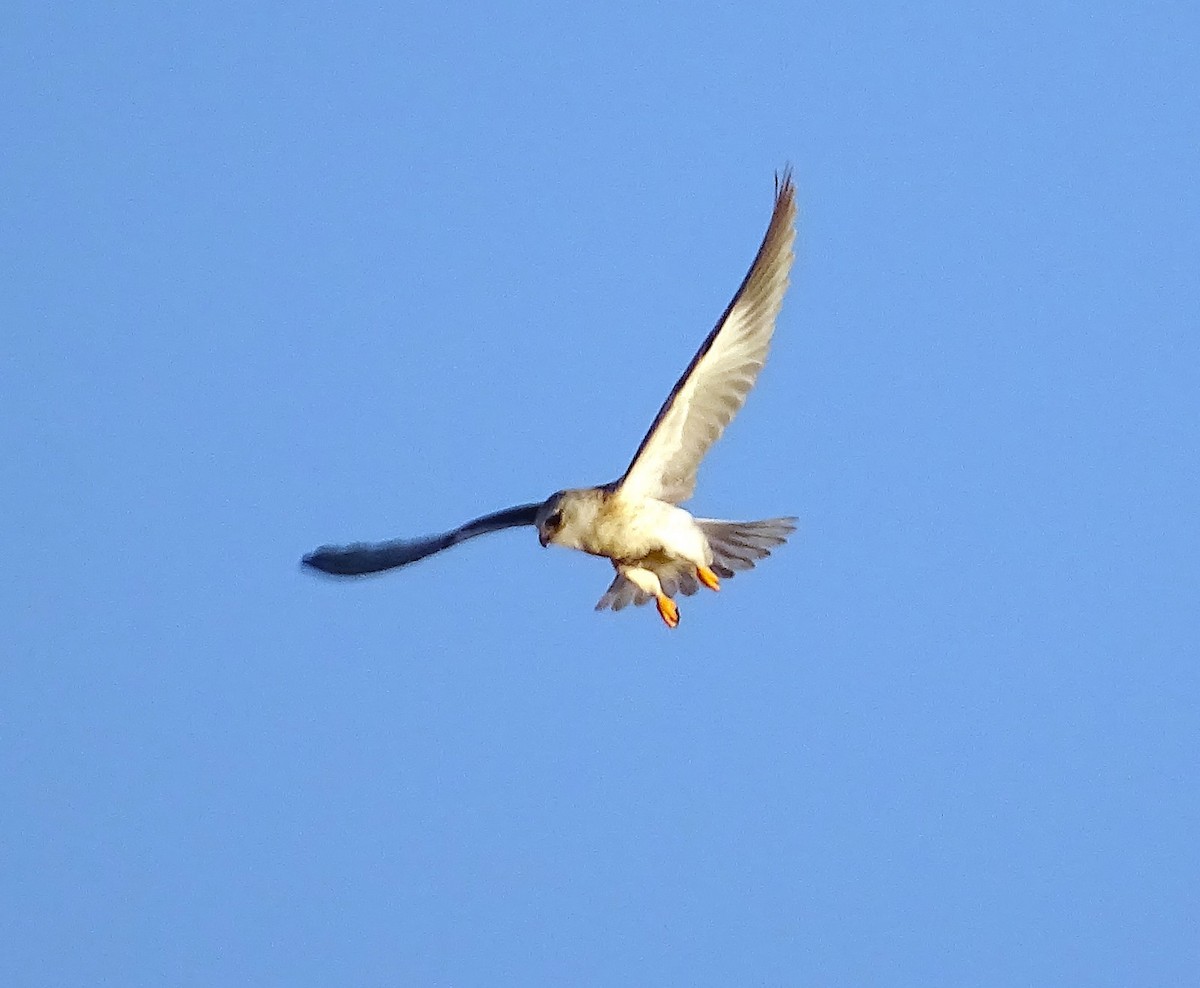 Black-winged Kite - ML622165915