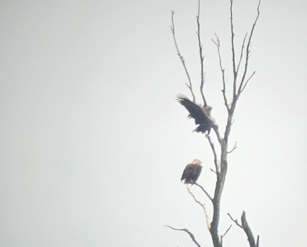 White-tailed Eagle - ML622165916