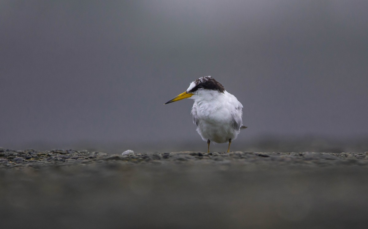 Saunders's Tern - ML622165920