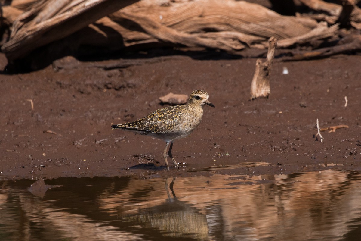 Pacific Golden-Plover - ML622165947