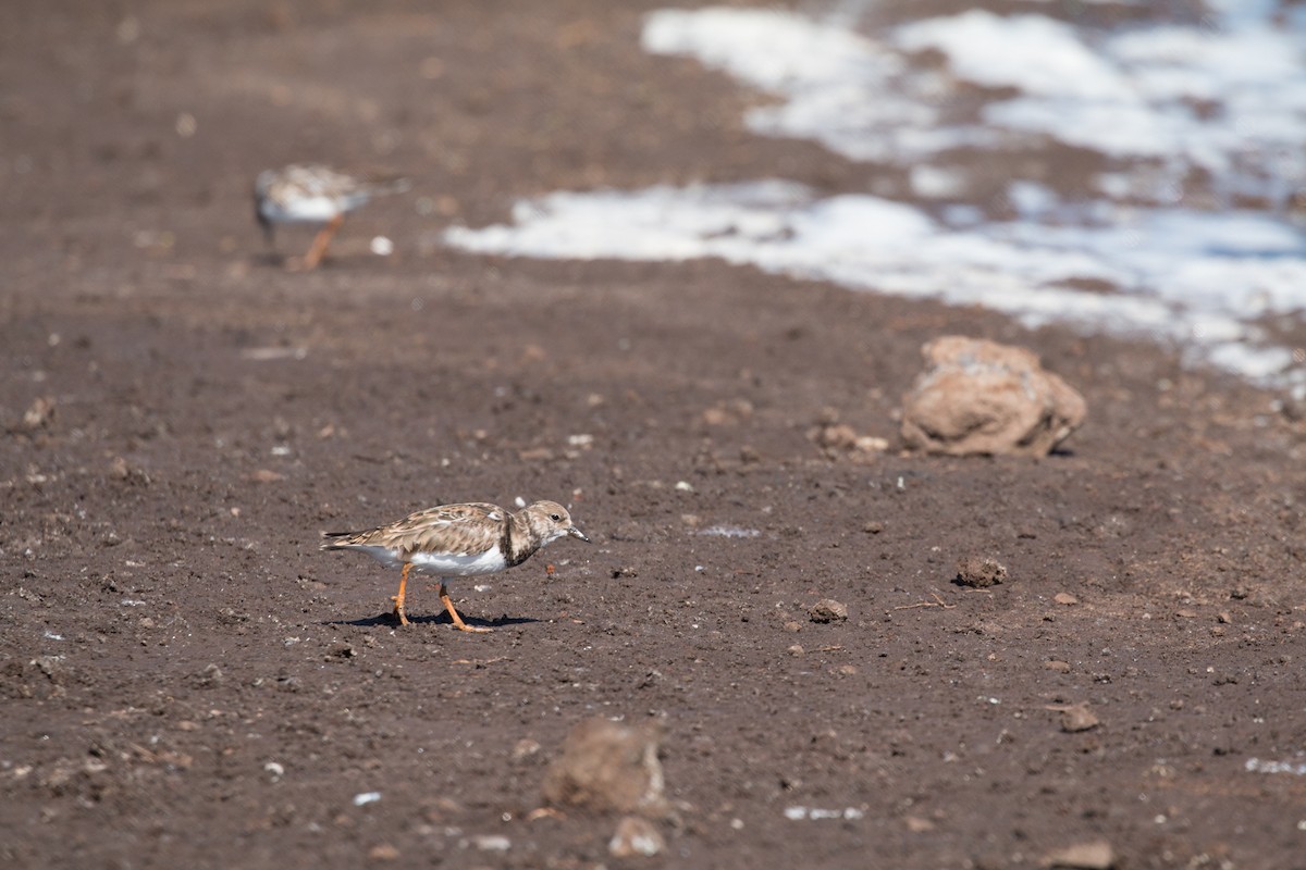 Ruddy Turnstone - ML622165956