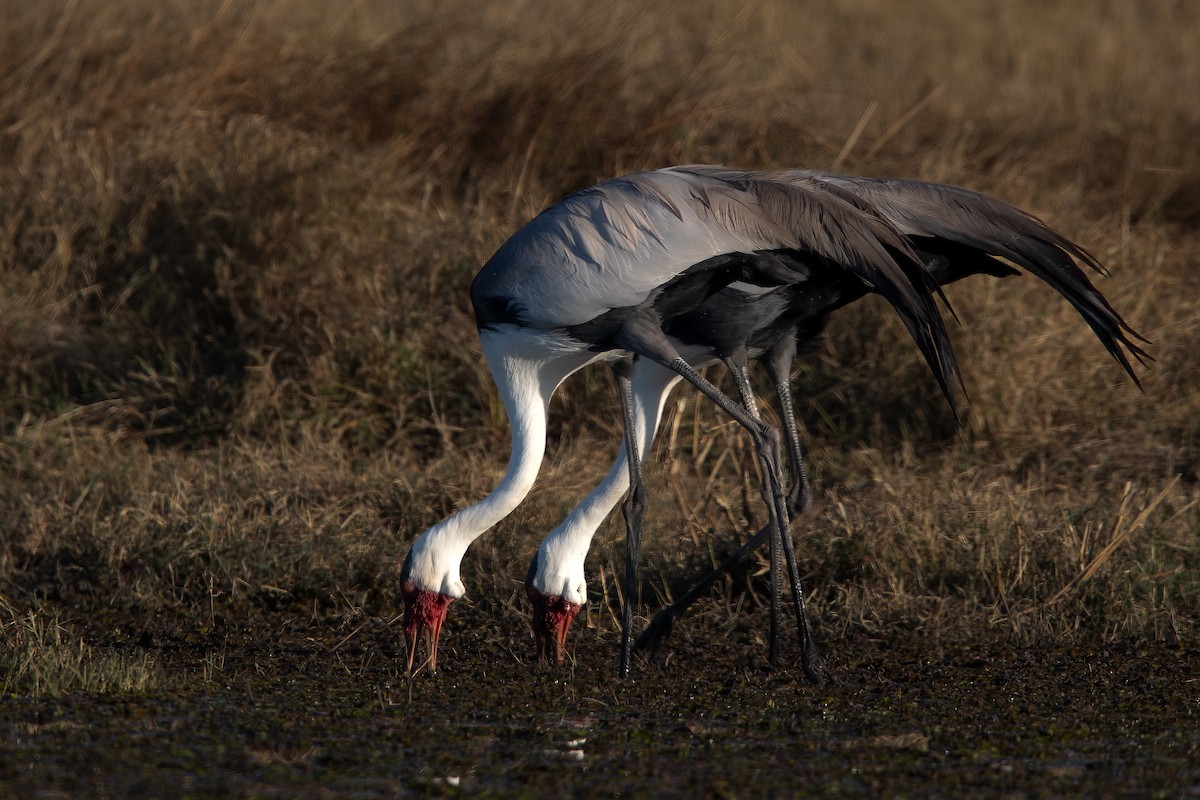 Wattled Crane - ML622165958