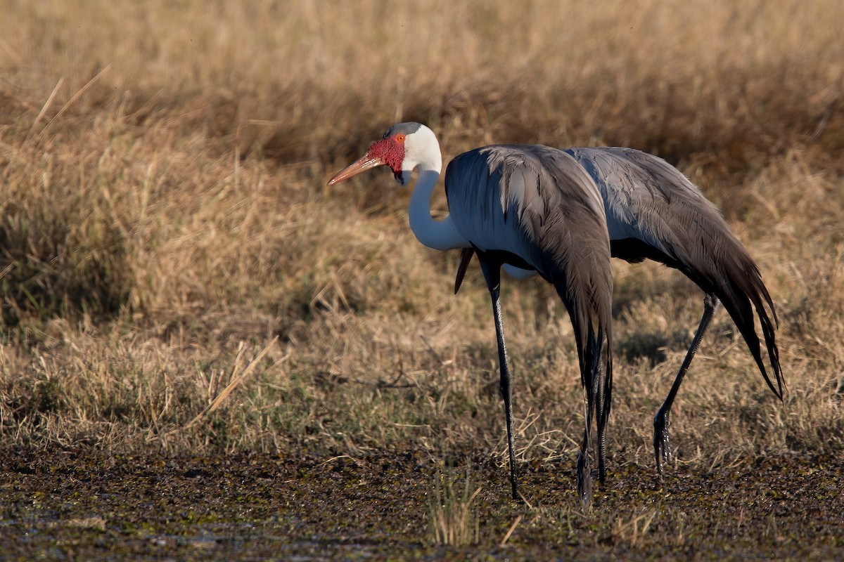 Wattled Crane - ML622165961