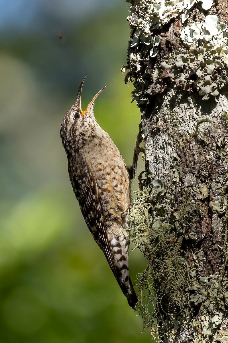 African Spotted Creeper - ML622166033