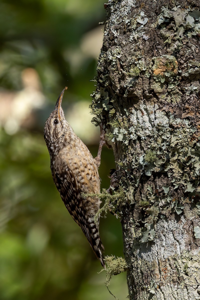 African Spotted Creeper - ML622166034