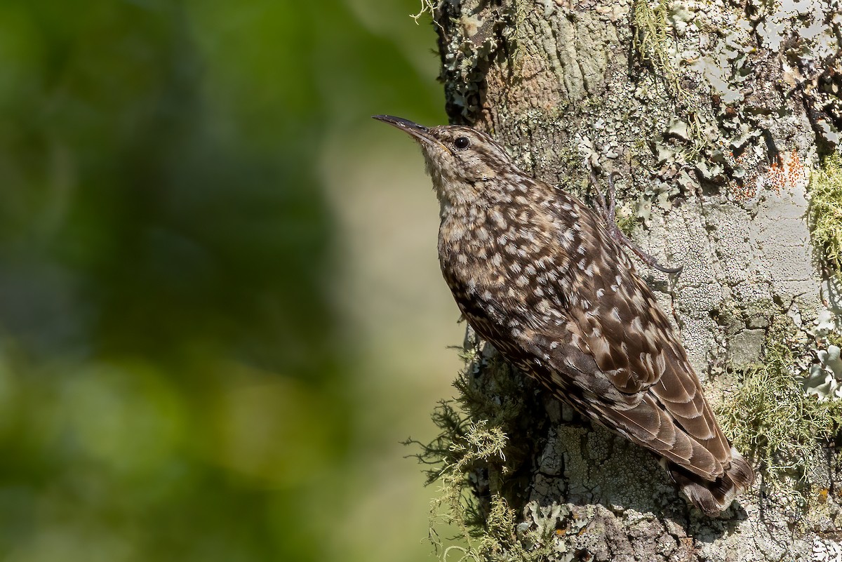 African Spotted Creeper - ML622166035