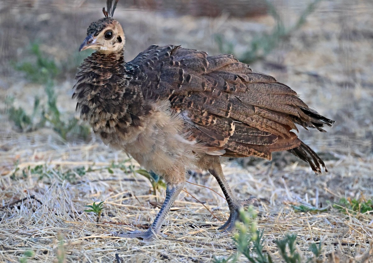 Indian Peafowl (Domestic type) - ML622166158