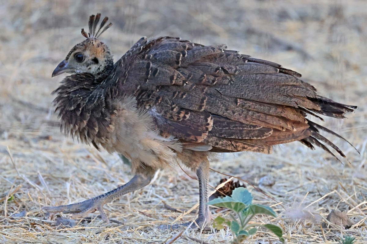 Indian Peafowl (Domestic type) - ML622166161