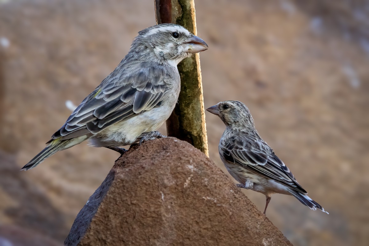 White-throated Canary - ML622166163