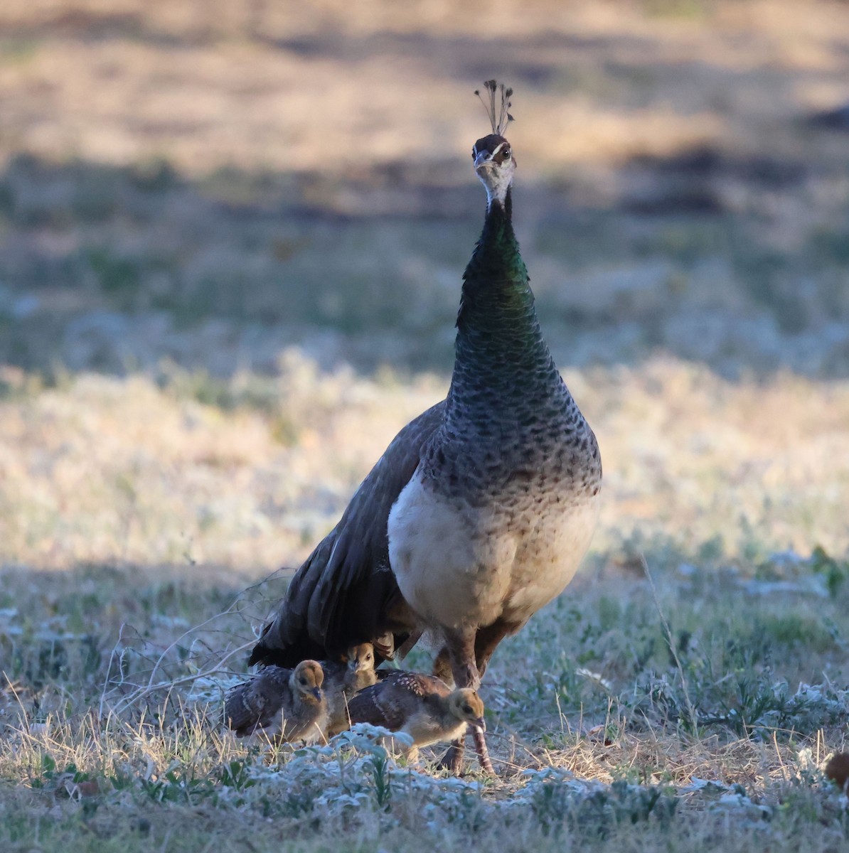 Indian Peafowl (Domestic type) - ML622166172