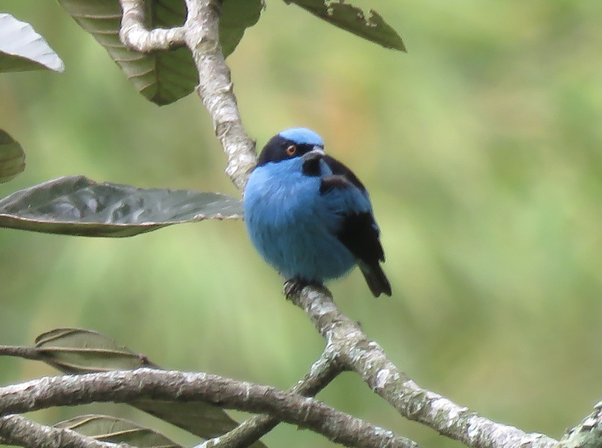 Turquoise Dacnis - ML622166176