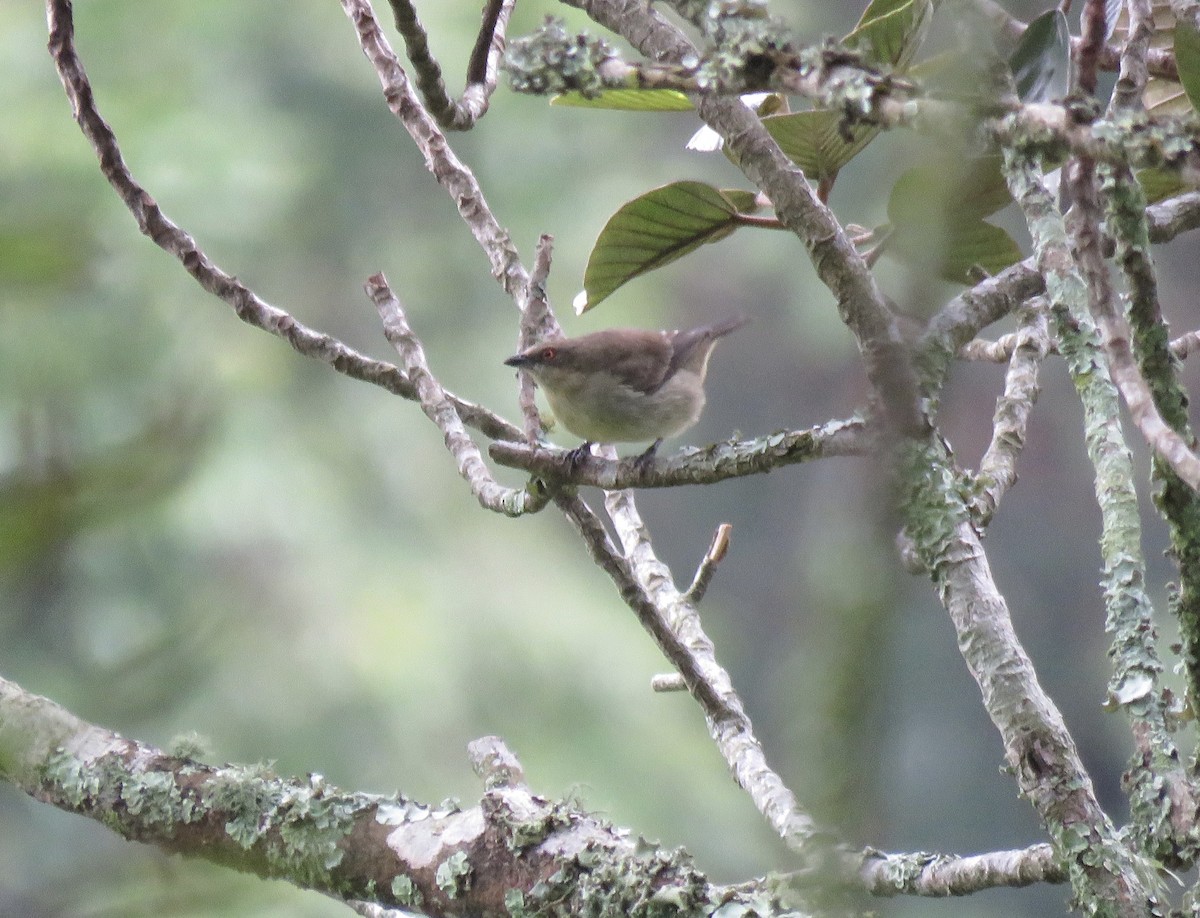 Turquoise Dacnis - ML622166177