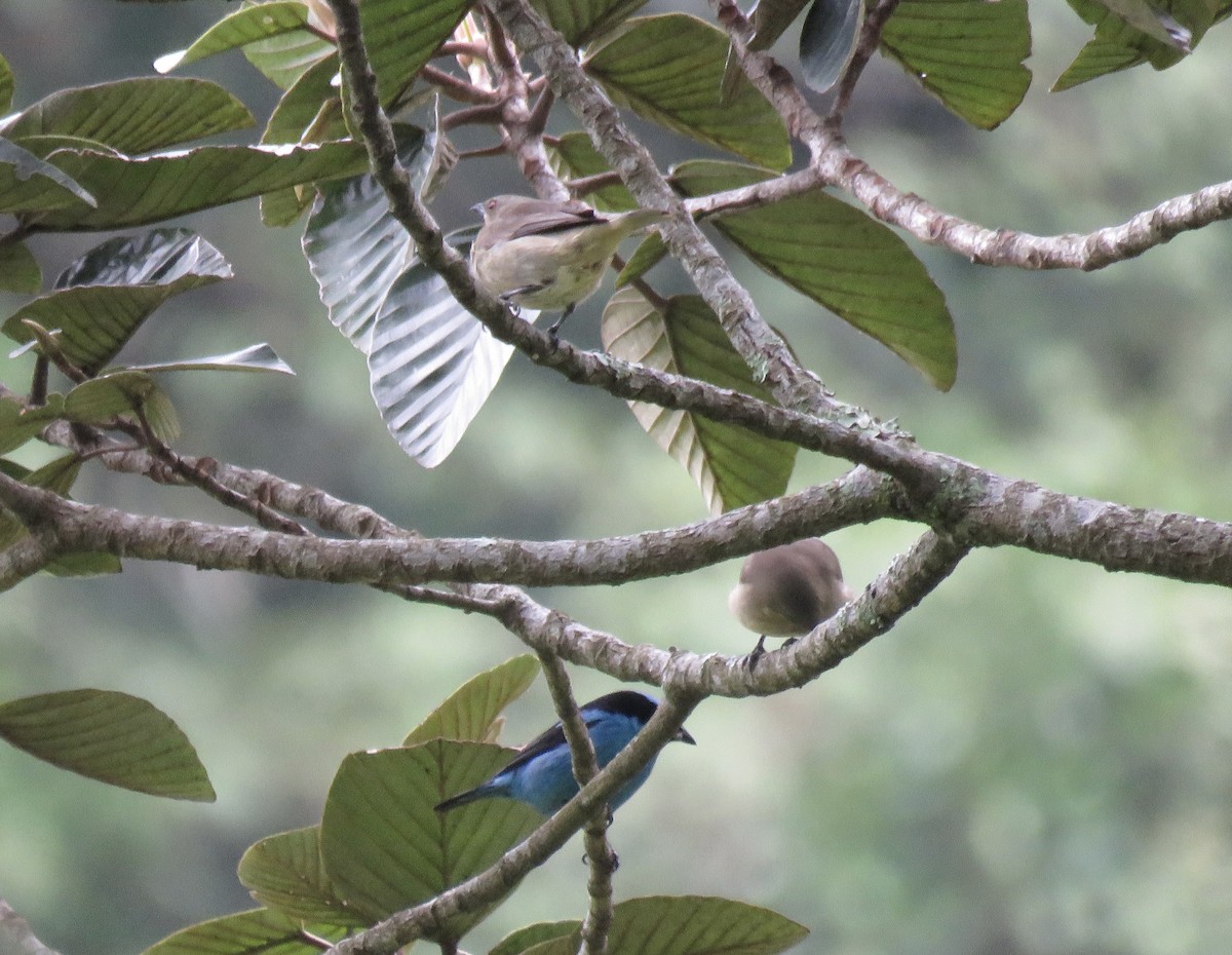 Turquoise Dacnis - ML622166178