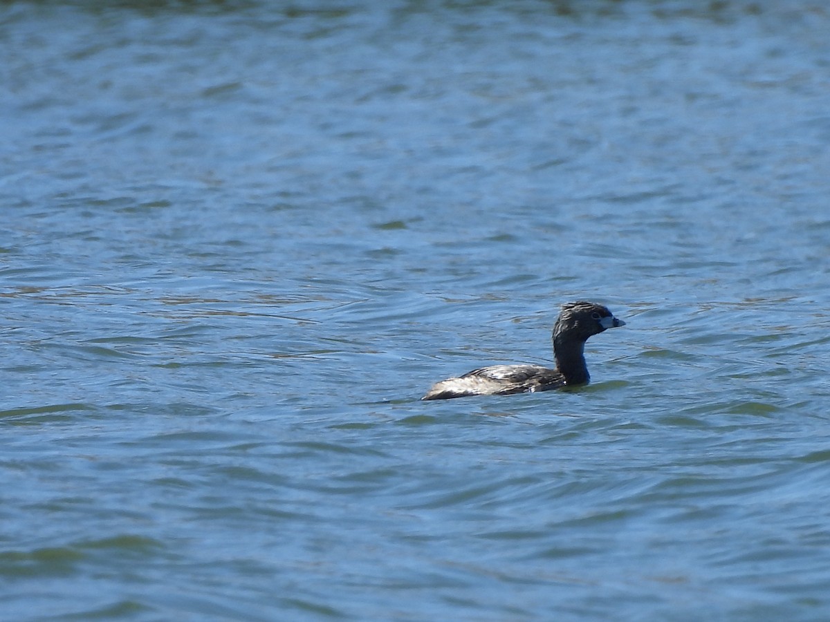 Pied-billed Grebe - ML622166180