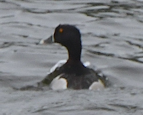 Ring-necked Duck - ML622166242