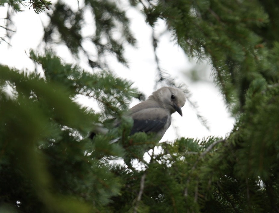 Clark's Nutcracker - ML622166304