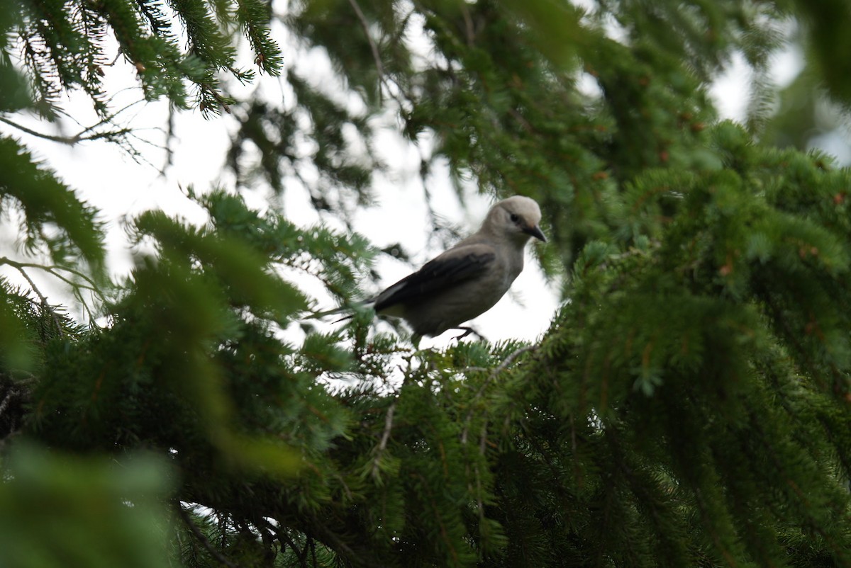 Clark's Nutcracker - ML622166305