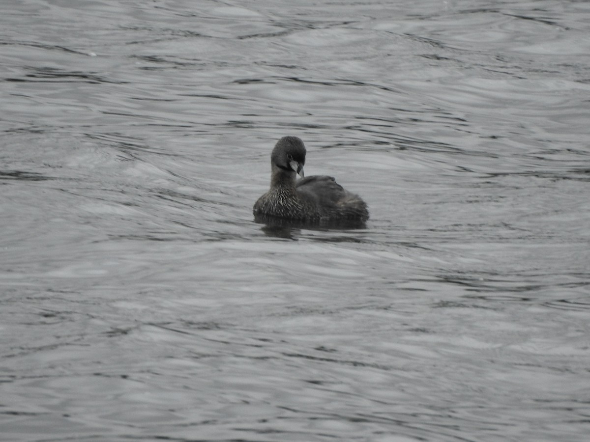 Pied-billed Grebe - ML622166313