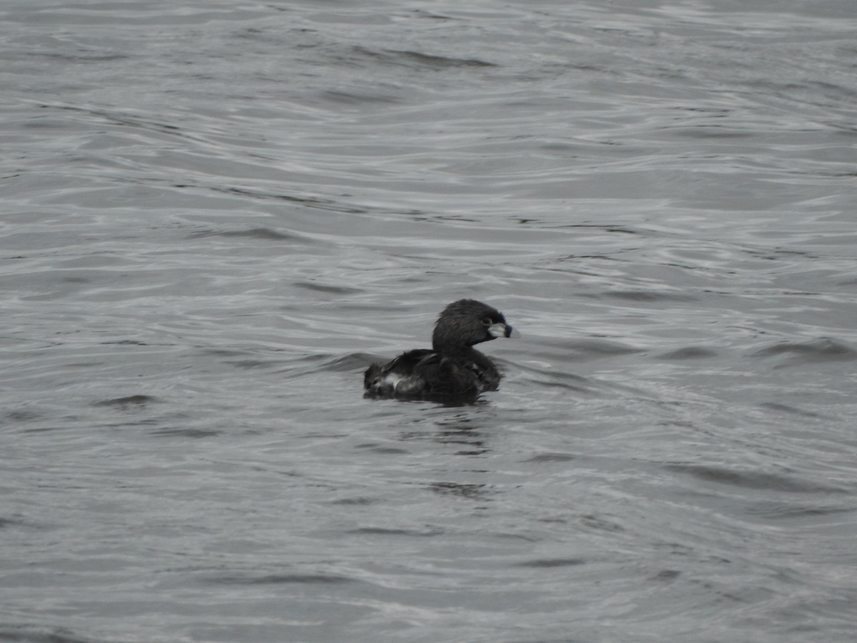 Pied-billed Grebe - ML622166314