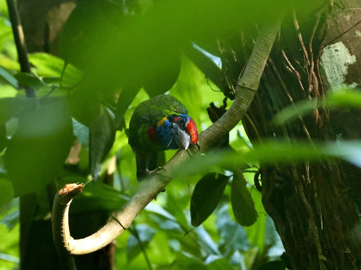 Red-crowned Barbet - ML622166324