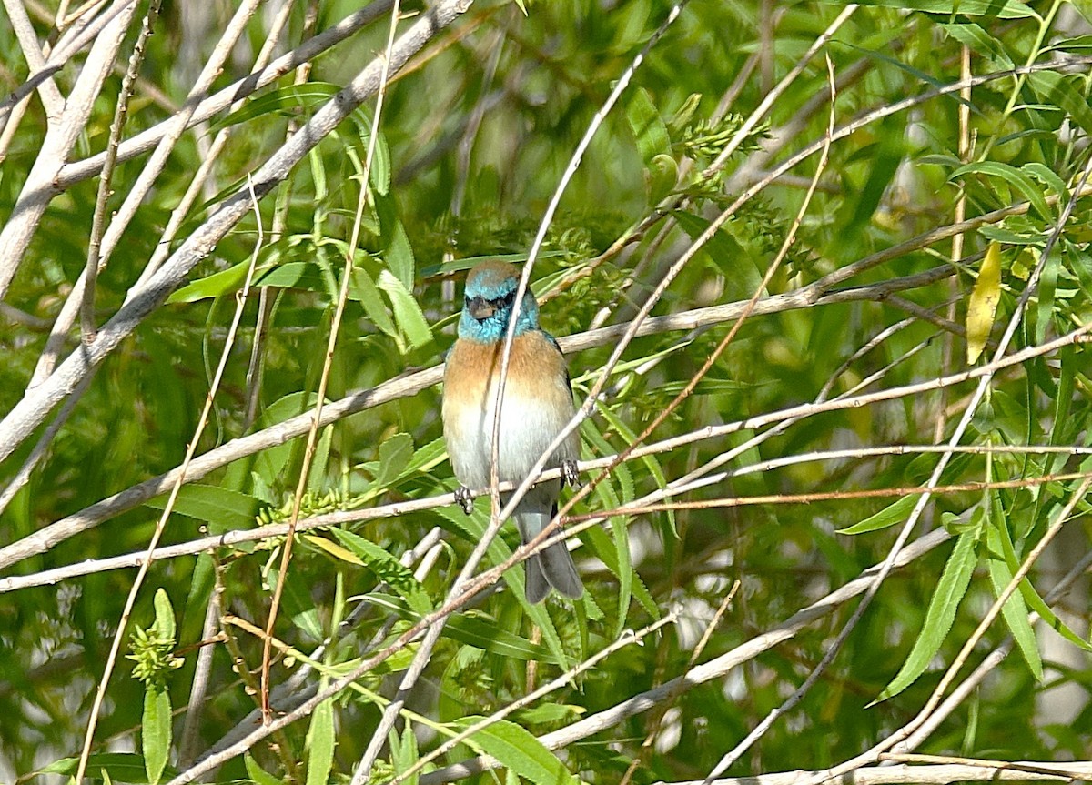 Passerin azuré - ML622166357