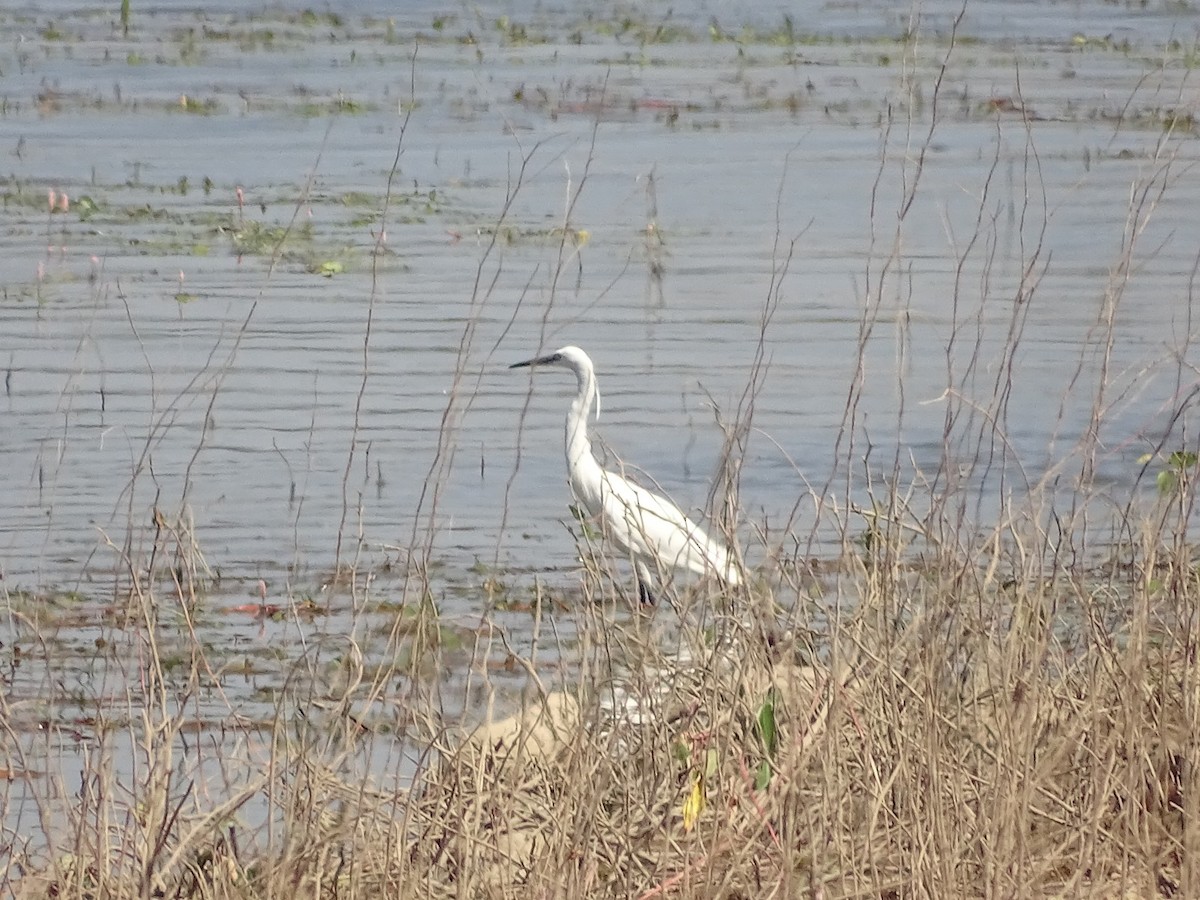 Little Egret - Jesús Ruyman Gómez Nieto