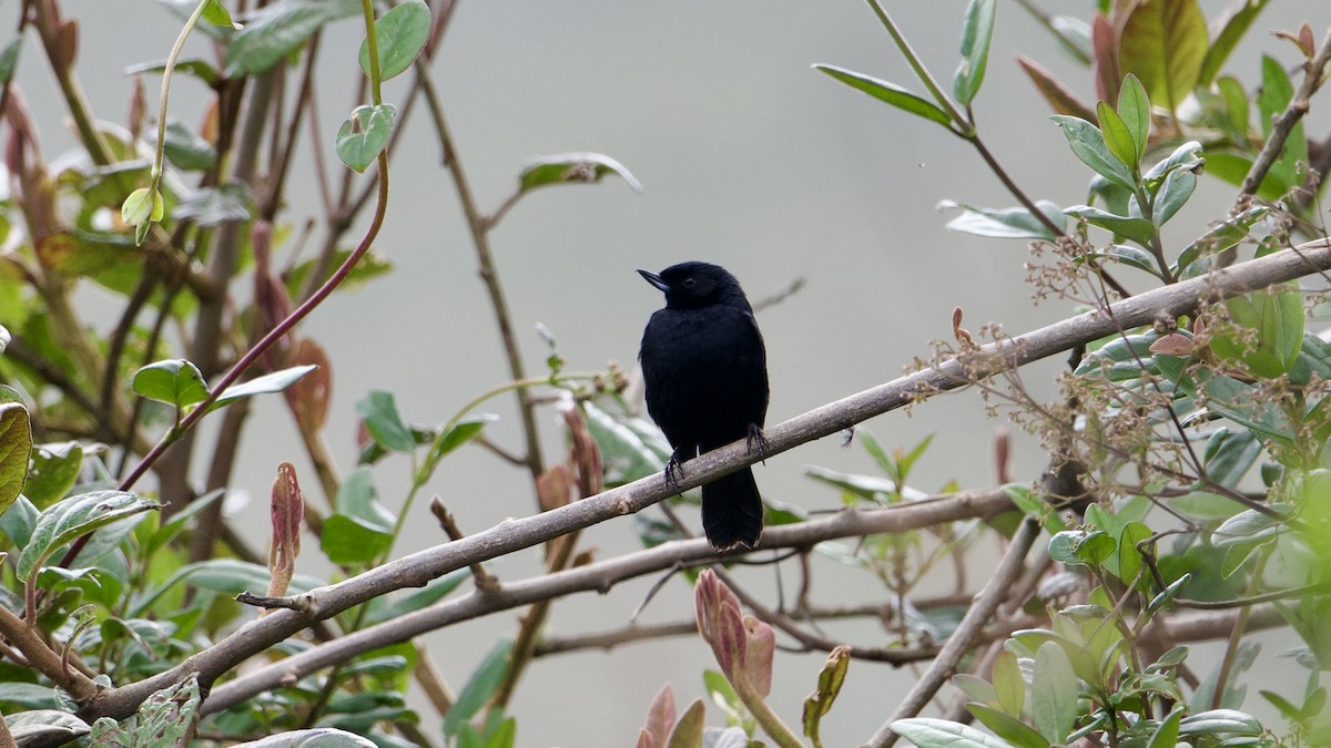 Black Flowerpiercer - ML622166377