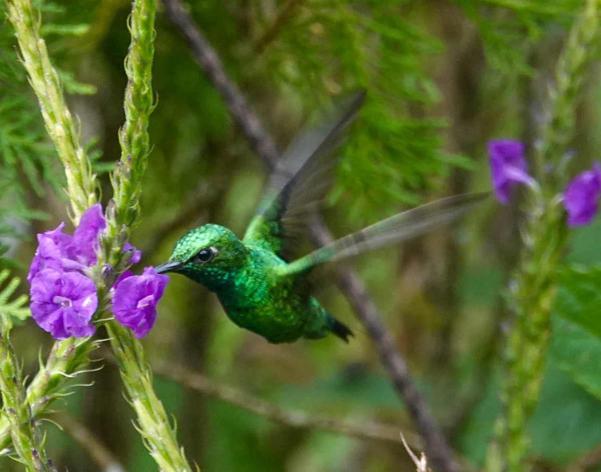 kolibřík tropický - ML622166385