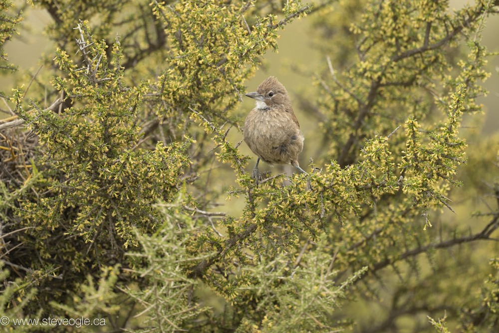 White-throated Cacholote - ML622166388