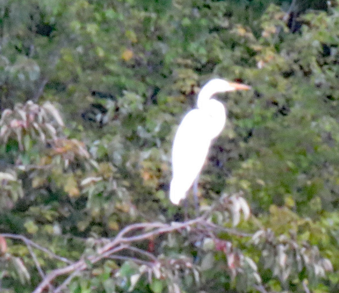 volavka bílá (ssp. egretta) - ML622166389