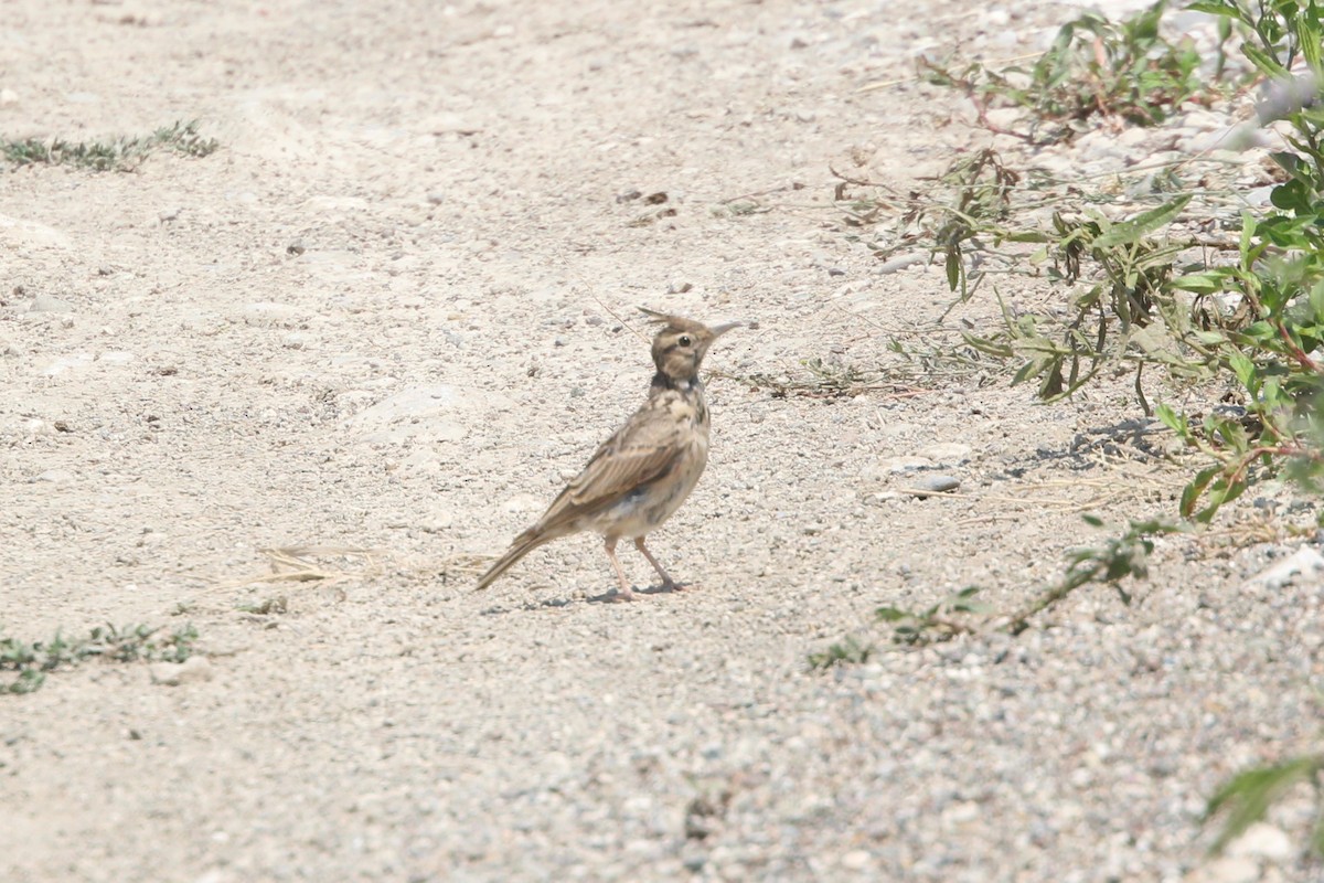 Crested Lark - Ashot Hairullin