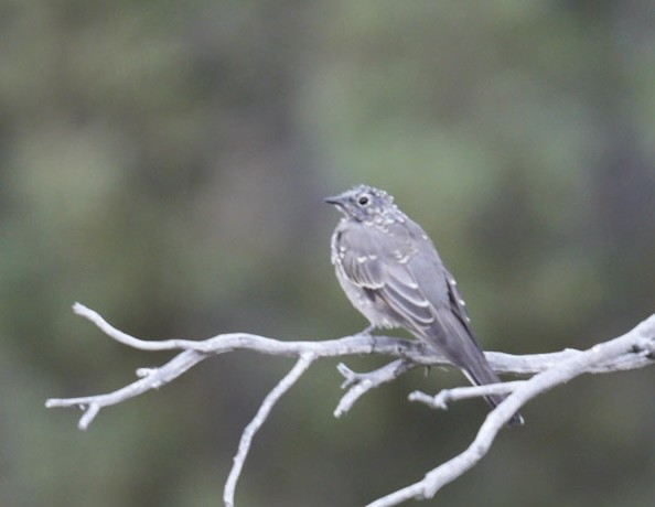 Townsend's Solitaire - ML622166398