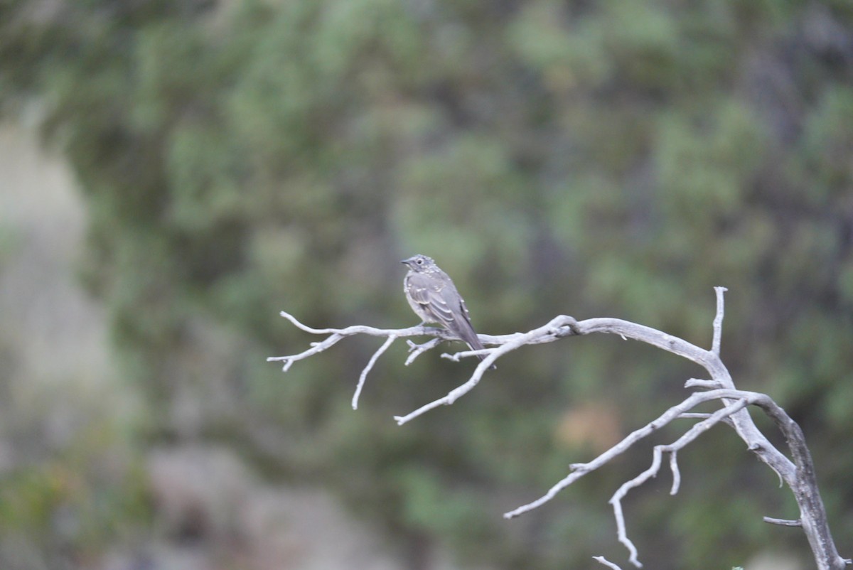 Townsend's Solitaire - ML622166399