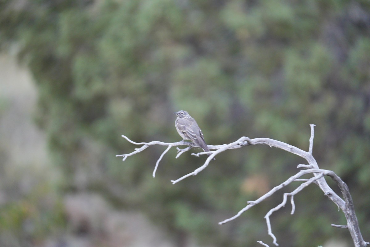 Townsend's Solitaire - Kelly McDowell